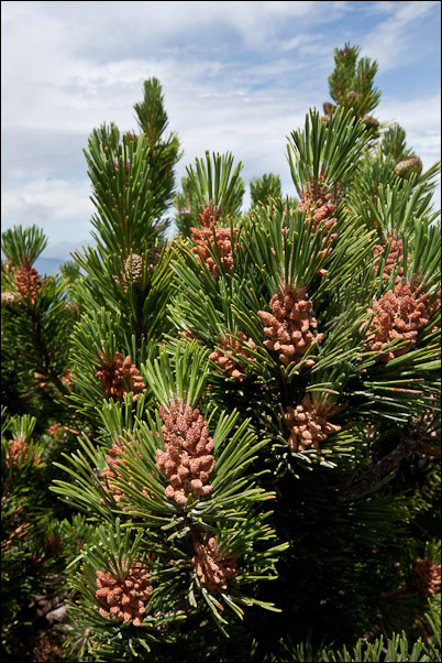 Pinus mugo nella Majella